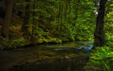 Pictures Creeks Nature Forests Moss Trees 1920x1200