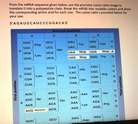 Solved From The Mrna Sequence Given Below Use The Provided Codon