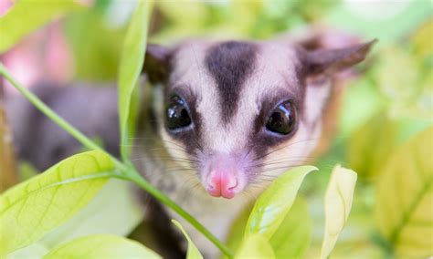 Australias 7 Cutest Marsupials And Where To Find Them Wanderlust