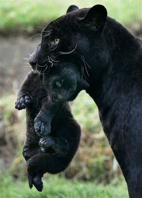 Black Panther And Cub Animals Being Cute Pinterest