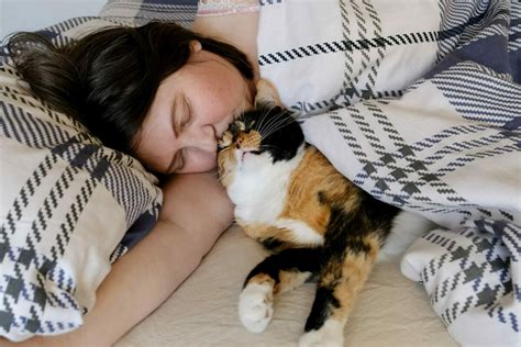 Does Your Cat Sleep With You At Night Heres Why They Should Pet