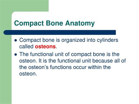 Ppt Long Bone Anatomy Powerpoint Presentation Free