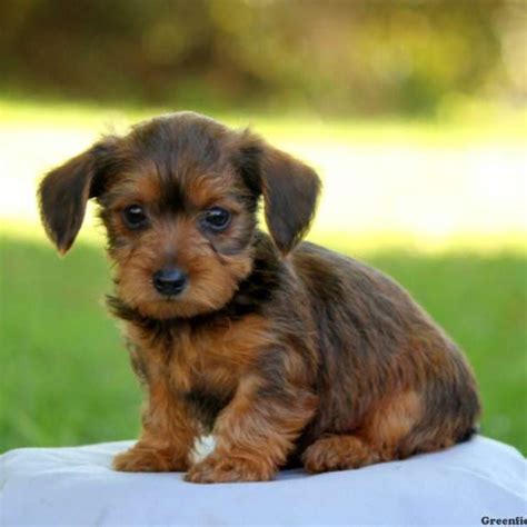 It's also important to us to help our pups find their perfect forever family. Dorkie Puppies For Sale | Dorkie Dog Breed Profile ...