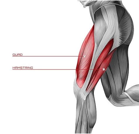 Hamstrings Muscle