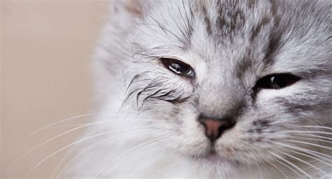 Cat Watery And Red Eye Signs Symptoms And Treatments — Bestlife4pets