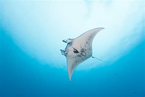Royalty Free Manta Ray Pictures Images And Stock Photos Istock