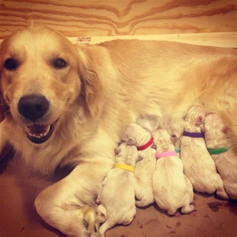 23 Photos Of Proud Mama Dogs With Their Adorable Puppies