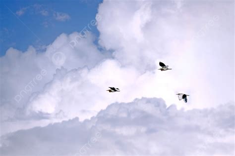 Egrets Flying Freely In The Blue Sky And White Clouds Background Cloud