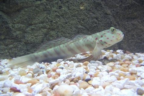 Pink Spotted Watchman Goby Cryptocentrus Leptocephalus Saltwater Fish