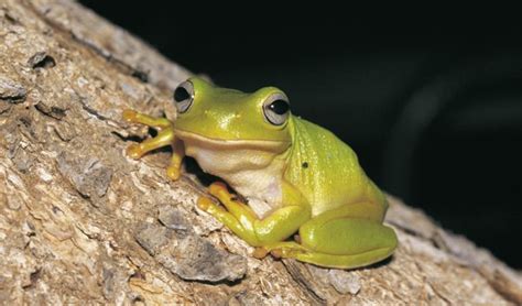 Sydney Where Have All The Green Tree Frogs Gone