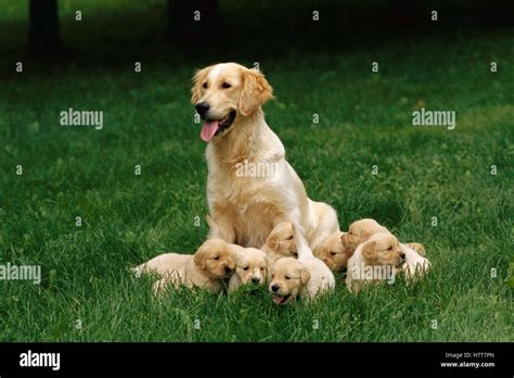 Golden Retriever Canis Familiaris Mother With A Litter Of Seven