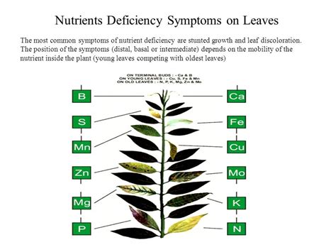 Identifying Plant Nutrient Deficiencies Symptoms