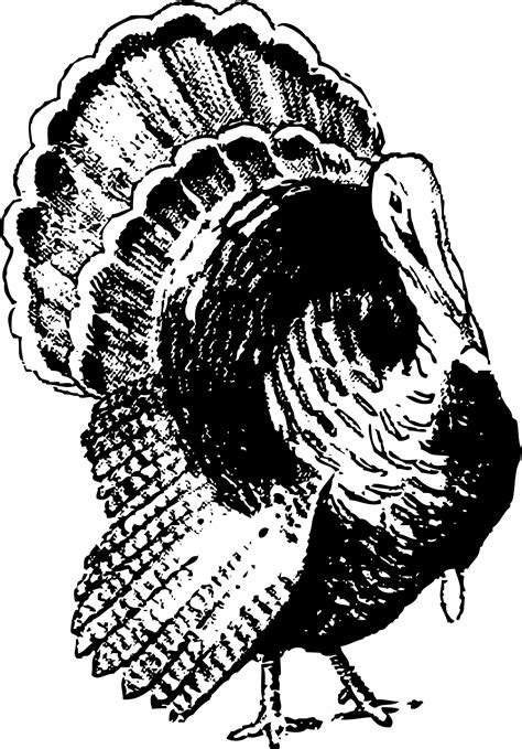 Turkey Clipart Black And White Clip Art Library