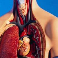 Includes a discussion on causes, symptoms, pathophysiology, diagnosis (including interpretation of chest x ray and differentiation from atelectasis), use of ultrasound, pleurisy, thoracentesis and more. What Are the Causes of Bilateral Pleural Thickening? | eHow