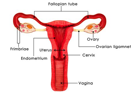 Female Reproductive System Diagram Images Reproductive Female Diagram Sexiz Pix