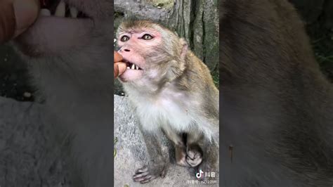 Adorable Baby Monkeys 🙊 Monkey Lyly 😍 Tik Tok Animals122 Youtube