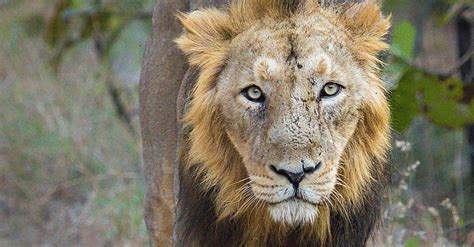 Population Of Asiatic Lions Increased Considerably In Gir Wildlife ...