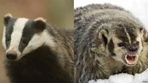 European Badger Vs North American Badger Youtube