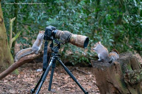 This Is Nature At Its Funniest Courtesy Comedy Wildlife Photography