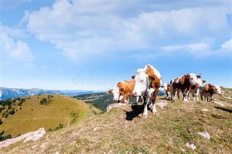 Cows Are Grazed On A Summer Meadow In Mountains Stock Photo Image Of