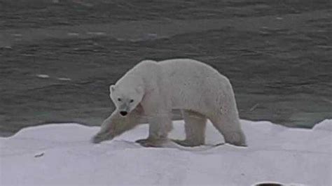 Photographers Soul Crushing Video Of Starving Polar Bear Goes Viral