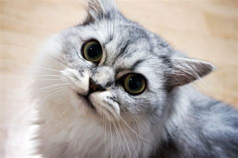 4 Jenis Kucing Persia Yang Paling Populer Di Indonesia