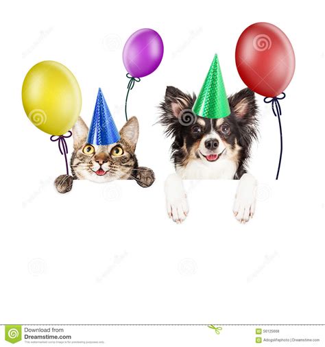 Party Cat And Dog Over White Banner Stock Photo Image Of