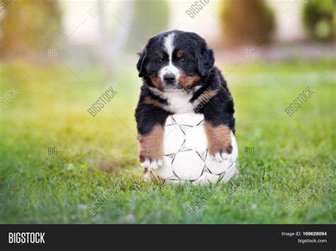 Funny Bernese Mountain Image And Photo Free Trial Bigstock