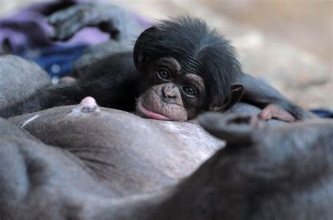 45 Reasons Chimpanzees Are So Hot Right Now Baby Chimpanzee Cute