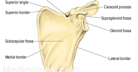 Posted on december 13, 2018december 12, 2018. Shoulder Anatomy Diagram / Stuart Kozinn, MD - Scottsdale ...