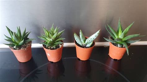 20 Assorted Aloe Vera Plants In 5 5cm Pots Ideal For T Etsy