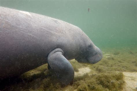 Habitat Protections For Floridas Threatened Manatees Get An Overdue