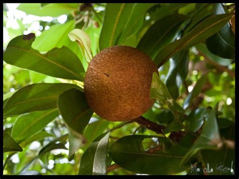 The papaya fruit has a rich history. Chikoo Fruit