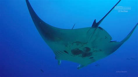 Scripps Graduate Student Discovers Worlds First Known Manta Ray