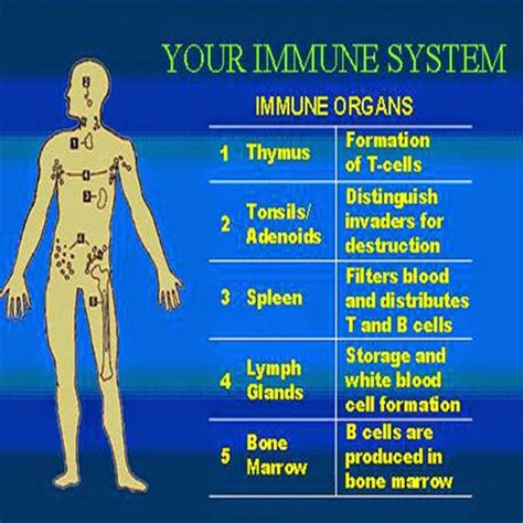 But before entering to develop how to improve the immune system, it is interesting to also know that immunity develops fundamentally up to 7 years, and in this process, it today we want to give you a more global vision of everything that affects you and how to improve the immune system, and it. Improve Immune System: The immune system is a host defence ...