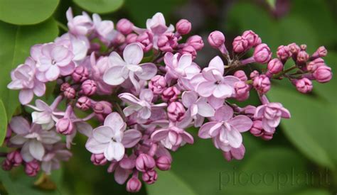 Lilac Rarities Piccoplant