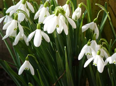 Snowdrops Tell Us Its The End Of Winter Hambrooks Hampshire