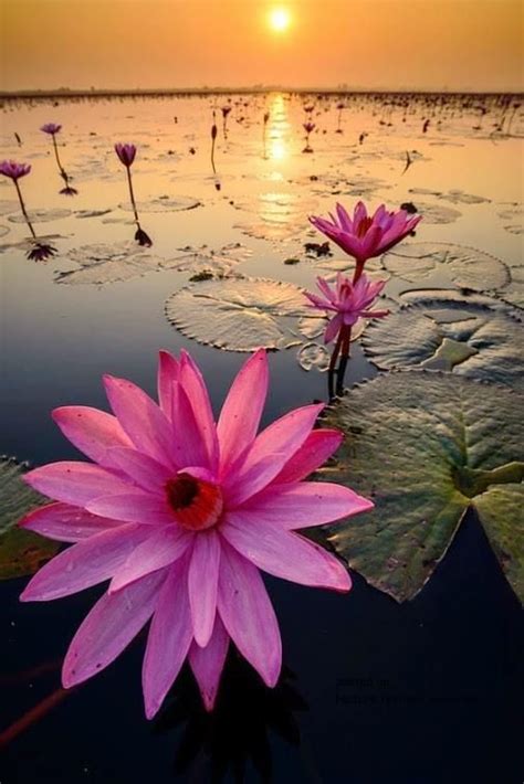 Flowers are not unique to cacti, but cacti flowers are unique. Alexandria on | Flowers nature, Water lilies, Beautiful ...