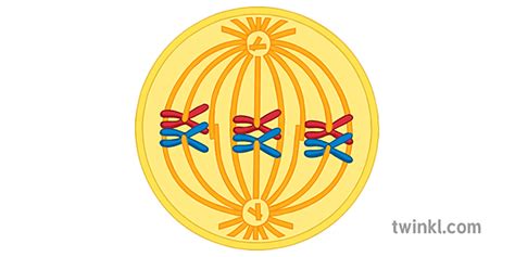 Metaphase I Meiosis Illustration