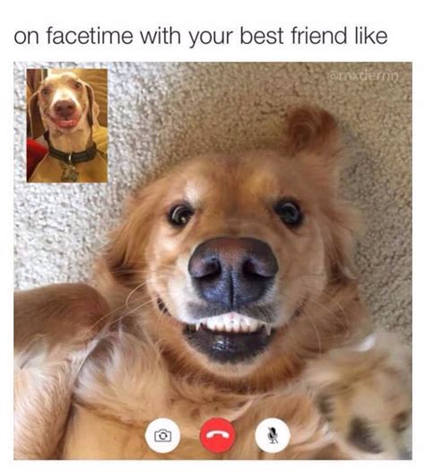 Смешные Собаки Мемы фото в формате Jpeg скачайте фото по ссылке