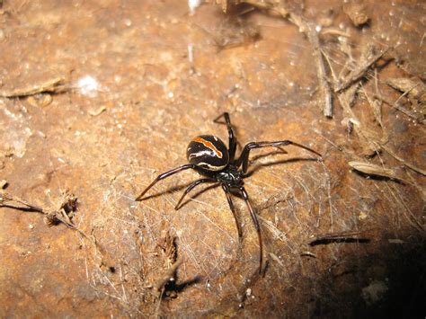 How Does A Male Black Widow Find A Mate Follow The Other Guys