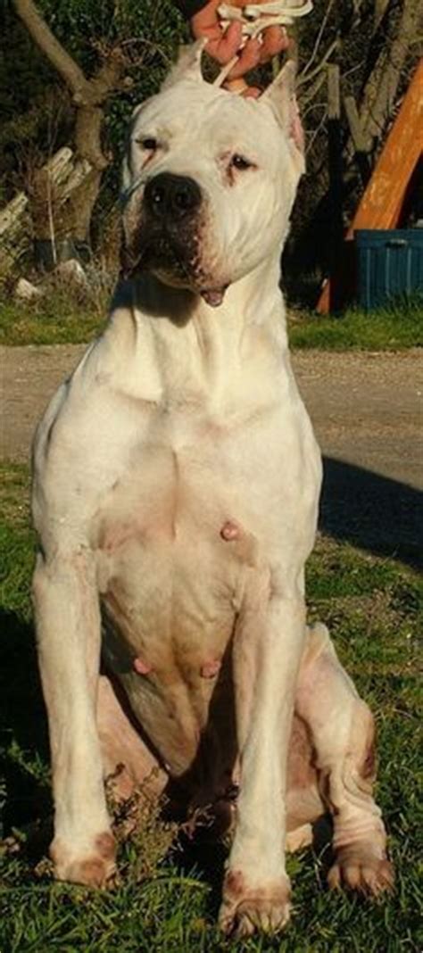 Dogo Argentino Great Dane Mix Bulldog Lover