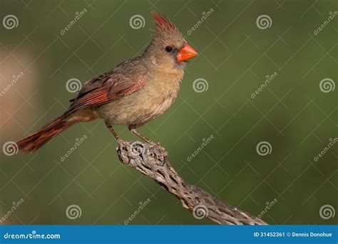 Female Northern Cardinal Stock Image Image Of Perched 31452361