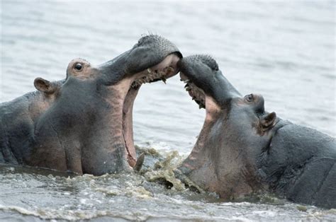 Hippo Meat Munching May Explain Their Anthrax Outbreaks Scientific