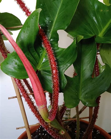 How Spectacular Is My Philodendron Squamiferum The Red Stems Are