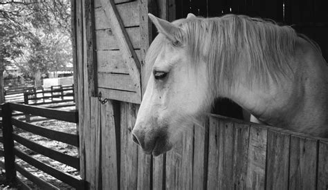 Free Images Black And White Farm Barn Rural Stallion Mane Place
