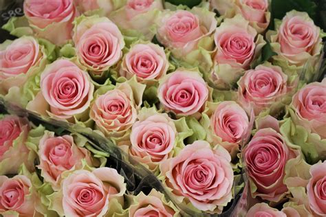 ingyenes képek virágszirom tavaszi rózsaszín esküvő menyasszony kertművészet floribunda