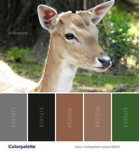 17 Fawn Color Palette Ideas In 2024 Icolorpalette