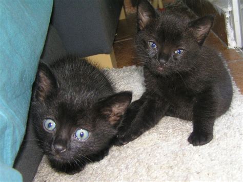 Ingyenes Képek Cica Fekete Macska Kis és Közepes Méretű Macska