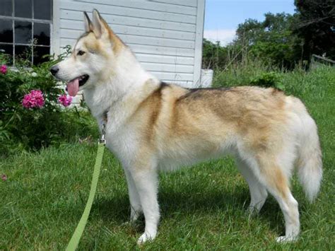 Siberian Huskies Southern Siberians